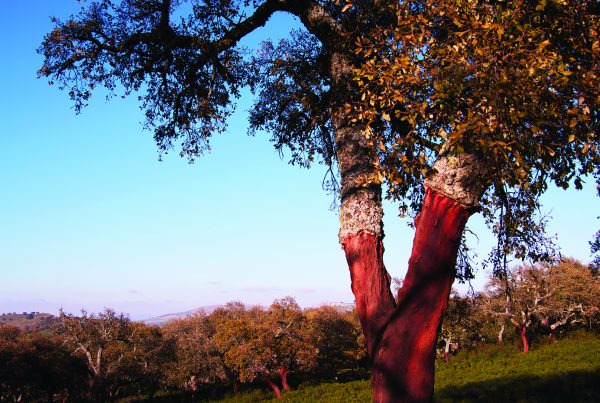 quercia da sughero