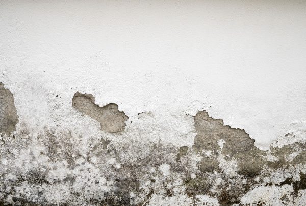 muffa sul muro come toglierla