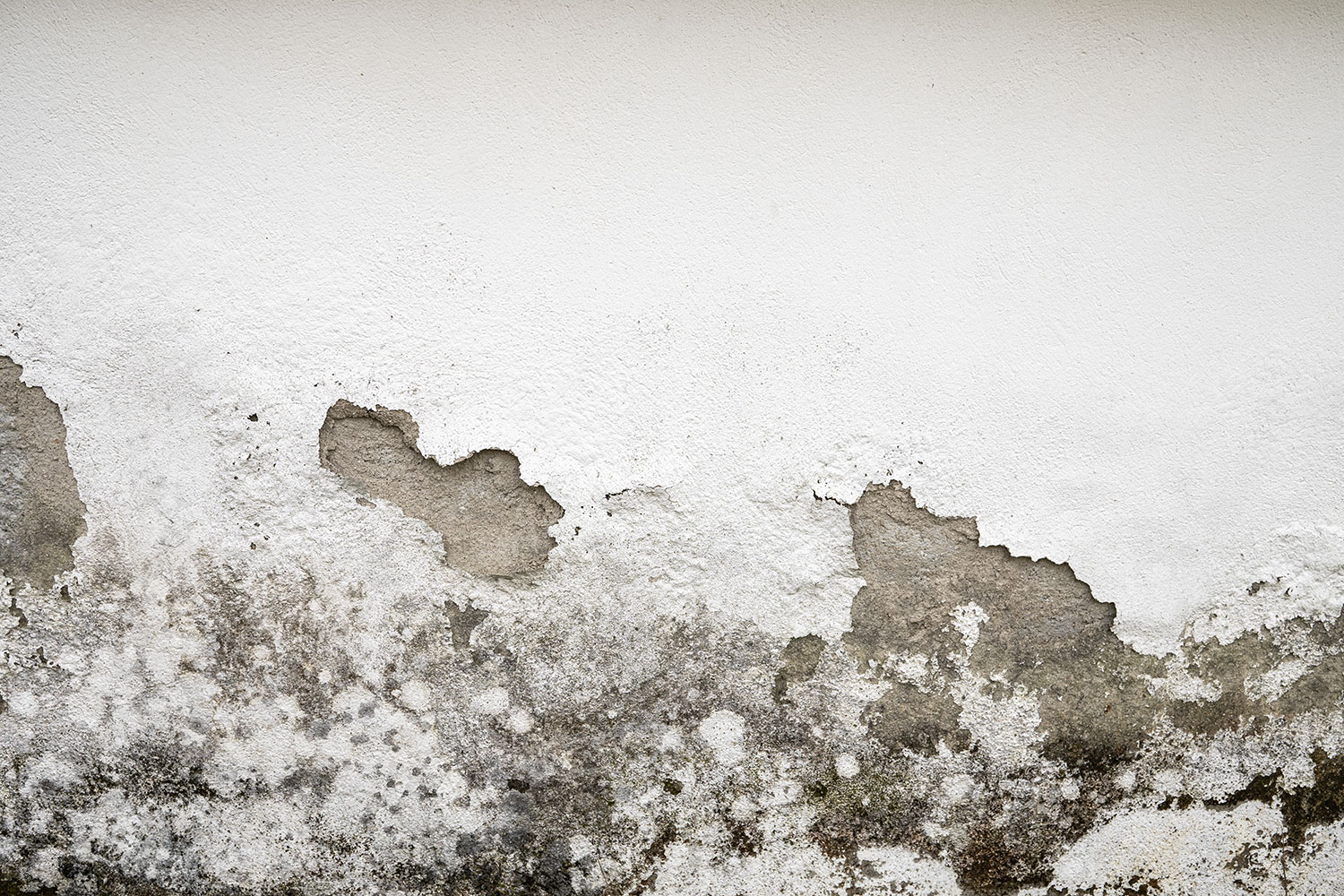 Muffa sul muro: è davvero possibile eliminarla in modo permanente?